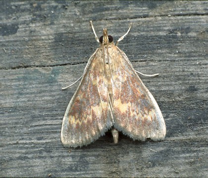 Adult &bull; Boise Penchot, Southern France &bull; &copy; Rob Petley-Jones