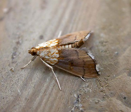 Adult &bull; Gastes, France &bull; &copy; Donald Hobern