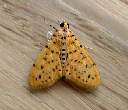 Adult &bull; Torpoint, Cornwall &bull; &copy; Leon Truscott