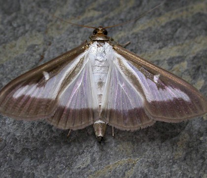 Adult &bull; Weybridge, Surrey &bull; &copy; Andrew Mitchell