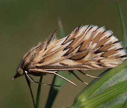 Adult &bull; Bucharest, Romania &bull; &copy; Cristian Mihai