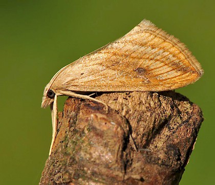 Adult &bull; &copy; Pete Withers