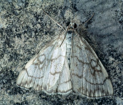 Adult &bull; &copy; Rob Petley-Jones