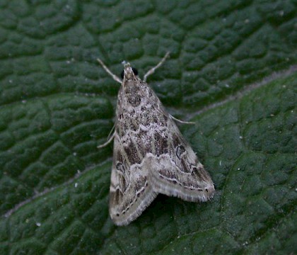 Adult &bull; Isles of Scilly, Cornwall &bull; &copy; Tony Davison