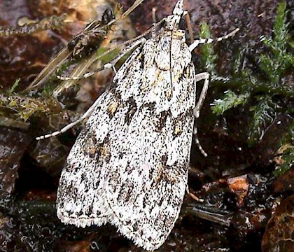 Adult &bull; &copy; John Walters