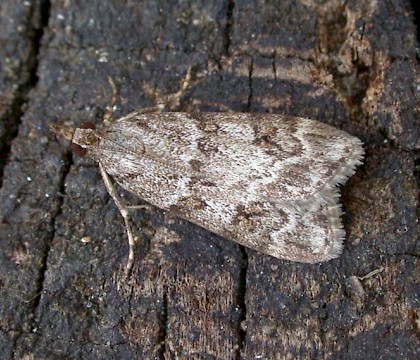 Adult &bull; &copy; Shane Farrell