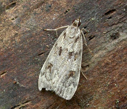 Adult &bull; Grimley, Worcestershire &bull; &copy; Patrick Clement