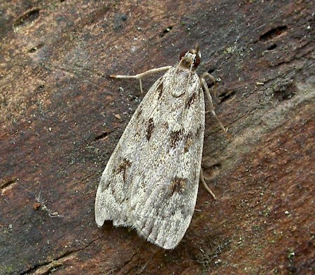 Scoparia ancipitella