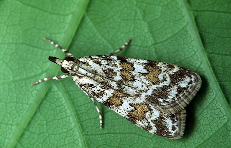 Scoparia pyralella