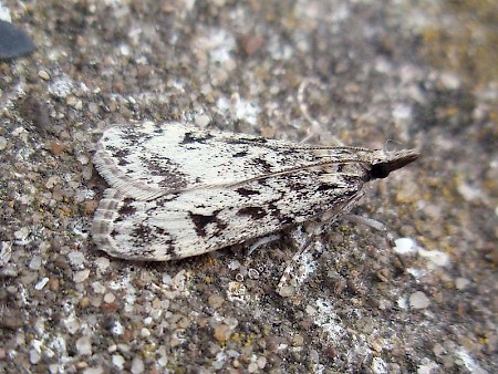 Eudonia lacustrata