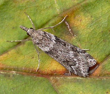 Adult &bull; Eye, Suffolk &bull; &copy; Paul Kitchener