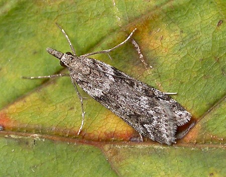 Eudonia angustea