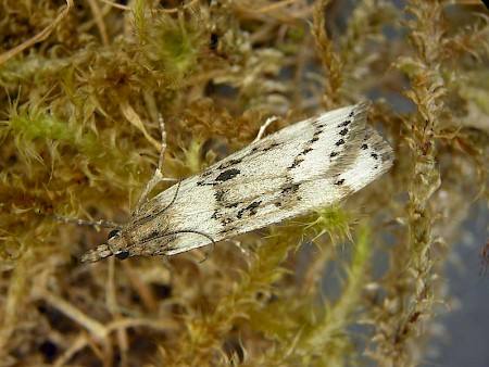 Eudonia alpina