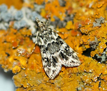 Eudonia lineola