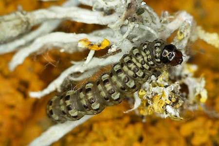 Eudonia lineola