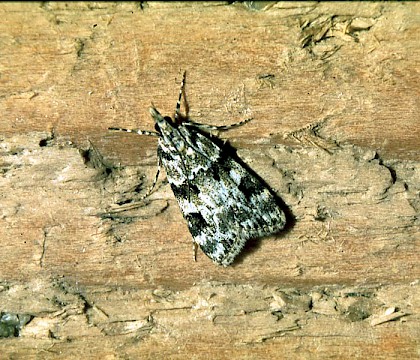 Adult &bull; &copy; David Painter