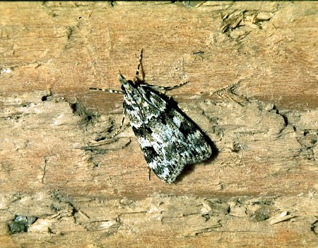 Eudonia delunella