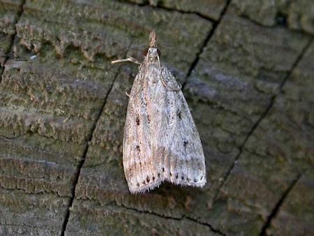 Eudonia pallida