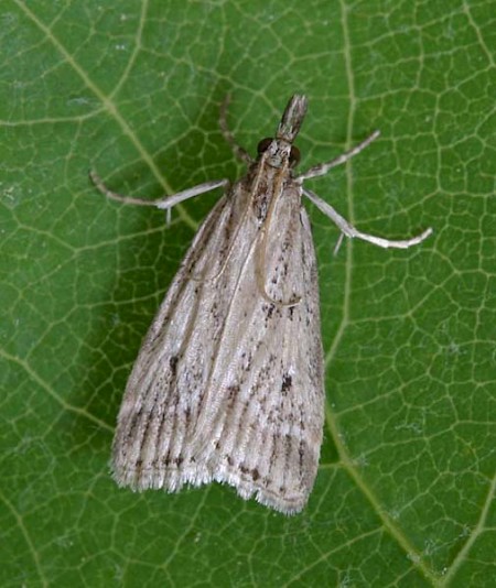 Eudonia pallida