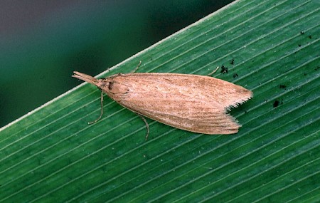 Chilo phragmitella