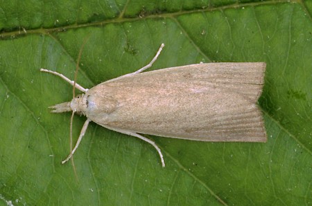 Calamotropha paludella