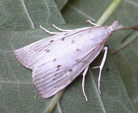 Calamotropha paludella