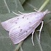 Adult, f. nivella • Redgrave and Lopham Fen, Norfolk • © Paul Kitchener