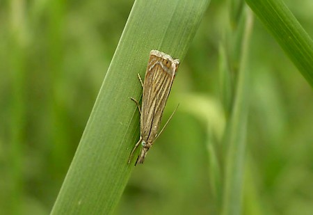 Chrysoteuchia culmella