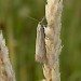 Adult • Pale form. Cromwell Bottom, W. Yorks. • © Charly Streets