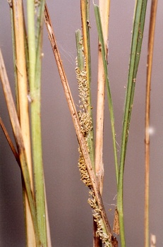 Crambus pascuella