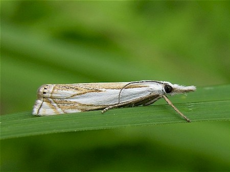 Crambus uliginosellus