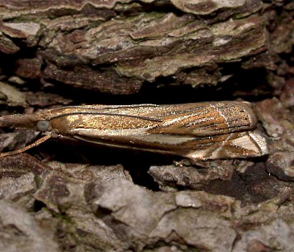 Adult &bull; &copy; Matthias Biere