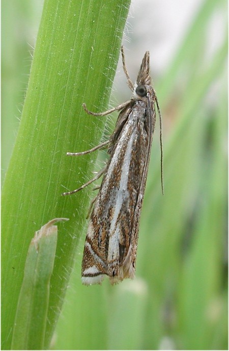 Crambus lathoniellus