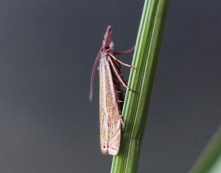 Crambus lathoniellus