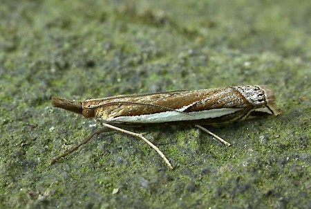 Crambus hamella