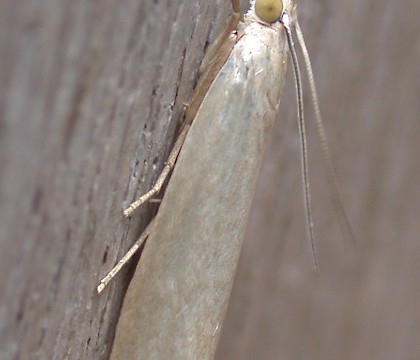 Typical form &bull; Stoke Holy Cross, Norfolk &bull; &copy; Andy Musgrove