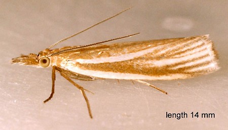 Crambus perlella