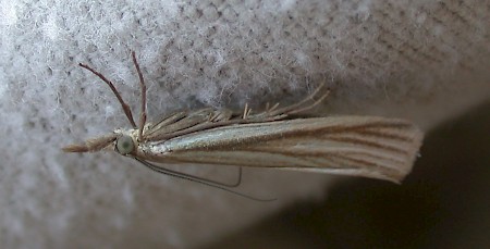 Crambus perlella