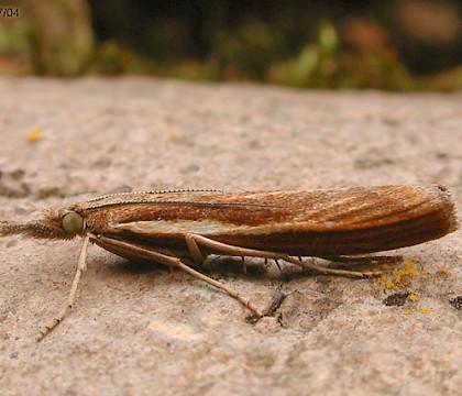 Adult &bull; Cairncummer, Aberdeenshire &bull; &copy; Chris Harlow