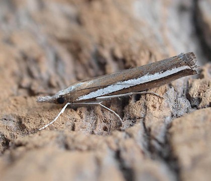 Adult &bull; Maesteg, Glamorgan &bull; &copy; Paul Parsons