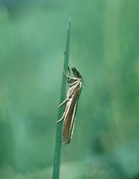 Agriphila latistria