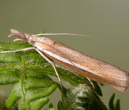 Adult &bull; Lleyn, Caerns. &bull; &copy; Ian Kimber