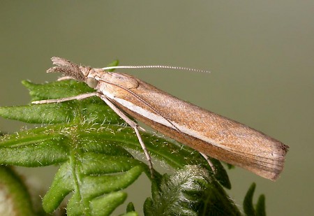 Agriphila selasella