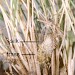 Habitation • Habitation of larva ex imago on dunes, Caernarvonshire • © Ian Smith