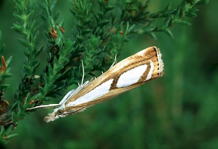 Catoptria permutatellus