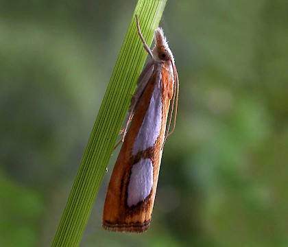 Adult &bull; Bewdley, Worcestershire &bull; &copy; Patrick Clement