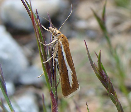 Adult &bull; West Inverness-shire, Scotland &bull; &copy; Jane Bowman