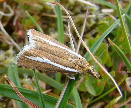 Catoptria furcatellus