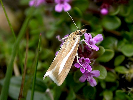 Catoptria furcatellus