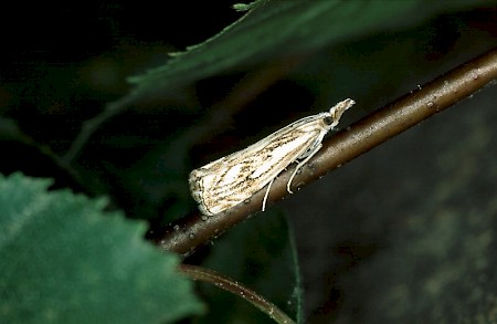 Catoptria falsella